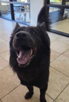 BROOK -  Chow Chow Dog for Adoption in Lake Dallas, Texas - BROOK | PetCurious