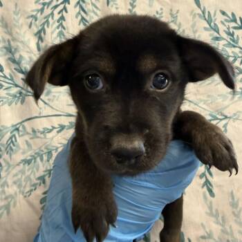 Mortadella -  Husky and Mixed Breed Dog for Adoption in San Antonio, Texas - Mortadella | PetCurious