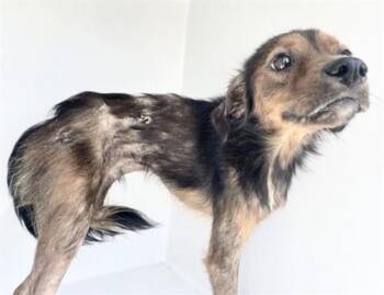 A658624 -  Australian Cattle Dog Blue Heeler and Mixed Breed Dog for Adoption in Houston, Texas - A658624 | PetCurious