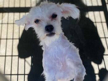 SANDY -  Shih Tzu and Poodle Dog for Adoption in Tustin, California - SANDY | PetCurious