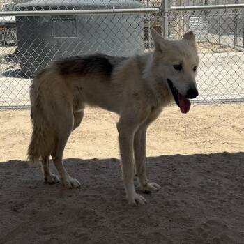MOUNTAIN -  Siberian Husky Dog for Adoption in Thousand Palms, California - MOUNTAIN | PetCurious