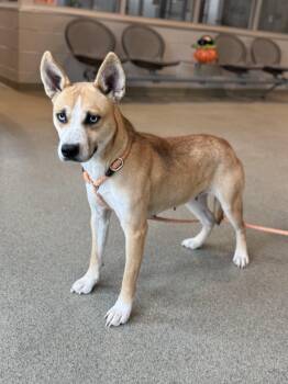 Rescue Feist Dogs for Adoption in Randleman, North Carolina - Mystique | PetCurious