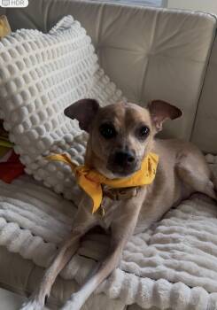 Rescue Italian Greyhound and Chihuahua Dogs for Adoption in Camarillo, California - Butters | PetCurious