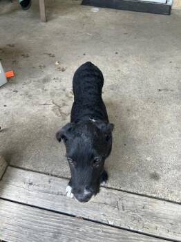 SUSANA -  Mixed Breed Dog for Adoption in Dallas, Texas - SUSANA | PetCurious