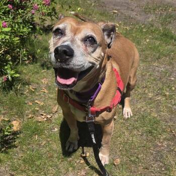 LILLY -  Beagle and Boxer Dog for Adoption in Barnstable, Massachusetts - LILLY | PetCurious