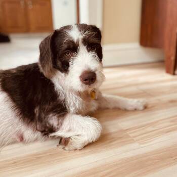 German Wirehaired Pointer and Mixed Breed Dogs Available for Adoption in Avon, Ohio - Chanel | PetCurious