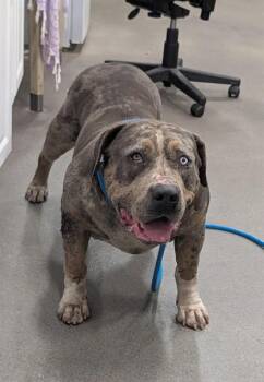 Pit Bull Terrier Dogs Available for Adoption - VICTORIA | PetCurious