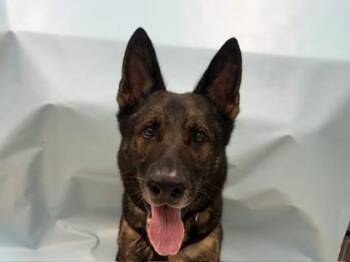 Ghost -  German Shepherd Dog and Mixed Breed Dog for Adoption in Minneapolis, Minnesota - Ghost | PetCurious