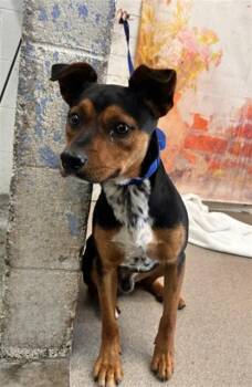 MOON -  Australian Cattle Dog Blue Heeler and Rottweiler Dog for Adoption in San Bernardino, California - MOON | PetCurious