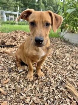 Minnow -  Mixed Breed Dog for Adoption in Manchester, Connecticut - Minnow | PetCurious