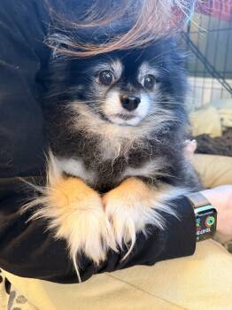 Pomeranian Dogs Available for Adoption in Seattle, Washington - Teddy | PetCurious