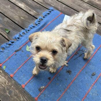 Hammy -  Pug and Terrier Dog for Adoption in Alma, Wisconsin - Hammy | PetCurious