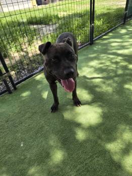 Shaggy -  American Bulldog Dog for Adoption in Lakeland, Florida - Shaggy | PetCurious