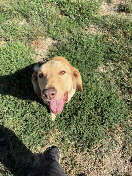 Rescue Labrador Retriever Dogs for Adoption in Indianapolis, Indiana - Sonny | PetCurious