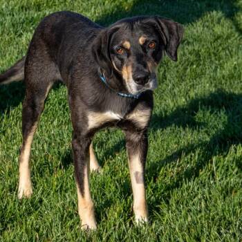 Black And Tan Coonhound and Mixed Breed Dogs Available for Adoption in St. Louis, Missouri - ARCHIE | PetCurious