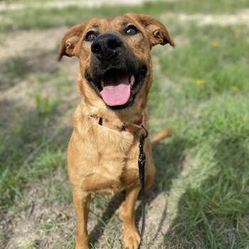 Rescue Shepherd Dogs for Adoption in Center Point, Texas - Dale | PetCurious
