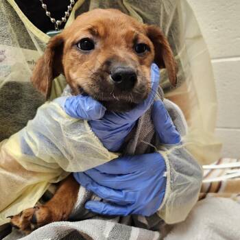 Mixed Breed Dogs Available for Adoption in Murray, Utah - Amy | PetCurious