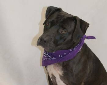 Blanca -  Labrador Retriever Dog for Adoption in Sanford, Florida - Blanca | PetCurious