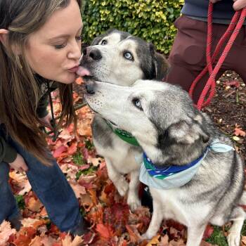 Rescue Husky Dogs for Adoption in Olympia, Washington - Sable & Autumn | PetCurious