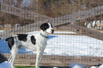 English Springer Spaniel and Border Collie Dogs Available for Adoption - Foster | PetCurious