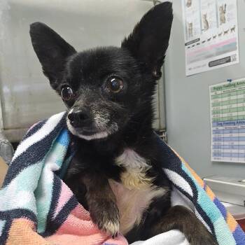 Chico -  Chihuahua and Mixed Breed Dog for Adoption in Columbia, Missouri - Chico | PetCurious