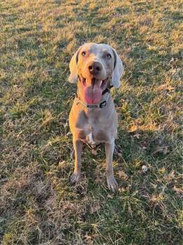Weimaraner Dogs Available for Adoption - Ollie | PetCurious