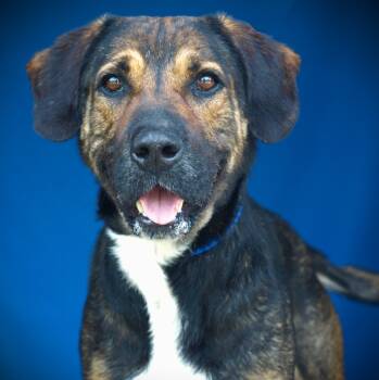 Rescue Mixed Breed Dogs for Adoption in Denham Springs, Louisiana - Boomer | PetCurious