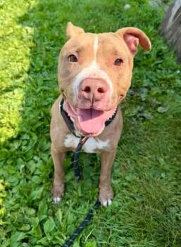 Henny -  Pit Bull Terrier Dog for Adoption in Chicago, Illinois - Henny | PetCurious