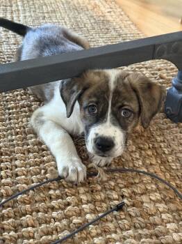 CINNAMON -  Shepherd Dog for Adoption in Broomfield, Colorado - CINNAMON | PetCurious