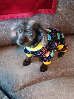Rescue Yorkshire Terrier and Poodle Dogs for Adoption in Ashville, Ohio - Poppy | PetCurious