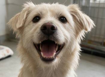 Aspen -  Terrier Dog for Adoption in City Of Industry, California - Aspen | PetCurious
