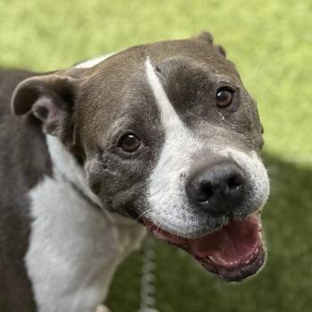 Honey - ECAS -  Pit Bull Terrier and Mixed Breed Dog for Adoption in Pleasanton, California - Honey - ECAS | PetCurious