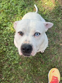 Rescue American Staffordshire Terrier Dogs for Adoption in Holly Springs, North Carolina - SAMMY | PetCurious