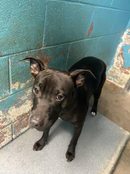 Mixed Breed Dogs Available for Adoption - Nyx | PetCurious