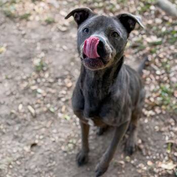 Giddee Up -  Terrier and Labrador Retriever Dog for Adoption in Carencro, Louisiana - Giddee Up | PetCurious