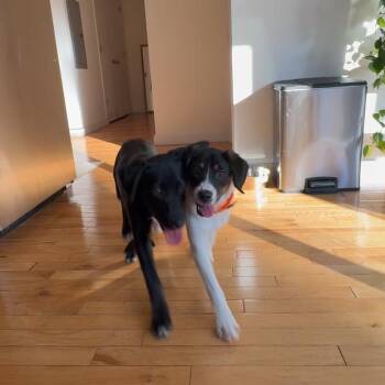 Mocha -  Hound Dog for Adoption in New York, New York - Mocha | PetCurious