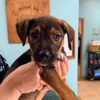 Axel -  Mixed Breed Dog for Adoption in Columbus, Georgia - Axel | PetCurious