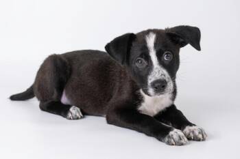 Dean -  Border Collie Dog for Adoption in Bedford, Indiana - Dean | PetCurious