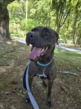 Merci -  Mixed Breed Dog for Adoption in Reisterstown, Maryland - Merci | PetCurious