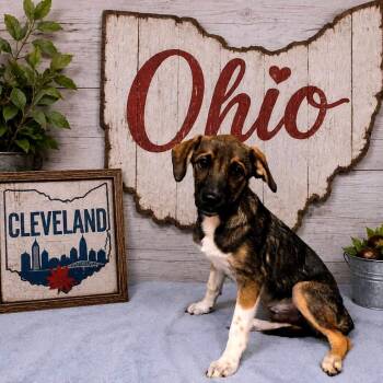 Cleveland -  Mixed Breed Dog for Adoption in Joliet, Illinois - Cleveland | PetCurious