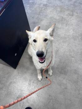 Vanilla -  Shepherd and Husky Dog for Adoption in Twentynine Palms, California - Vanilla | PetCurious