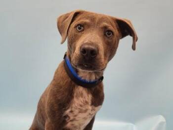 Rider -  Pointer and Mixed Breed Dog for Adoption in Golden Valley, Minnesota - Rider | PetCurious