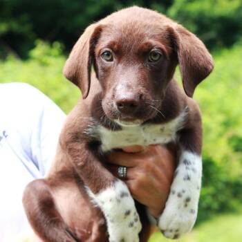 CT Coach -  Labrador Retriever and Mixed Breed Dog for Adoption in Stormville, New York - CT Coach | PetCurious