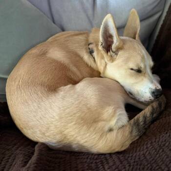 Pally -  Mixed Breed Dog for Adoption in Buffalo, Minnesota - Pally | PetCurious