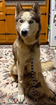 Max -  Husky Dog for Adoption in York, Pennsylvania - Max | PetCurious