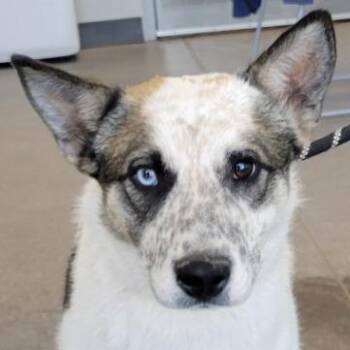 Snow cone -  Mixed Breed Dog for Adoption in Las Cruces, New Mexico - Snow Cone | PetCurious