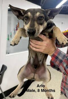 Chihuahua and Dachshund Dogs Available for Adoption in Blue Springs, Missouri - Arlo | PetCurious