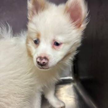 Aubry -  Pomeranian Dog for Adoption in Northbrook, Illinois - Aubry | PetCurious