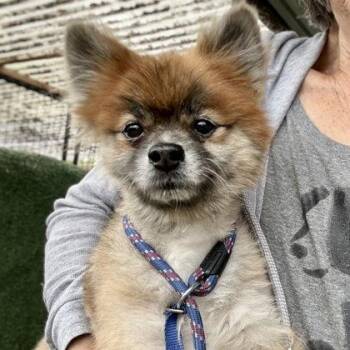Pomeranian Dogs Available for Adoption - Tiny | PetCurious