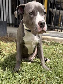 BRIGHT -  American Staffordshire Terrier Dog for Adoption in Fort Lauderdale, Florida - BRIGHT | PetCurious